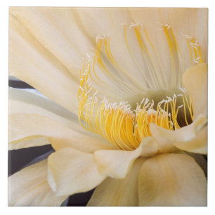 Charlemagne Echinopsis cactus in bloom Tile