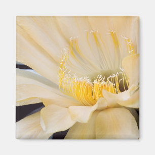 Charlemagne Echinopsis in bloom Magnet