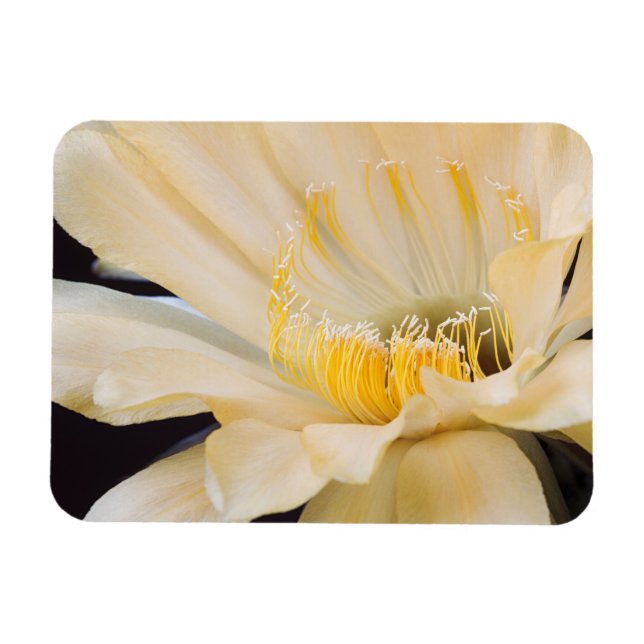 Charlemagne Echinopsis in bloom Magnet (Horizontal)