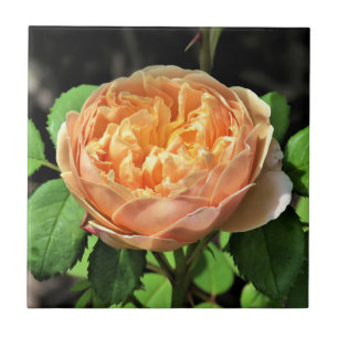 Charles Darwin Rose, Yellow to white Tile