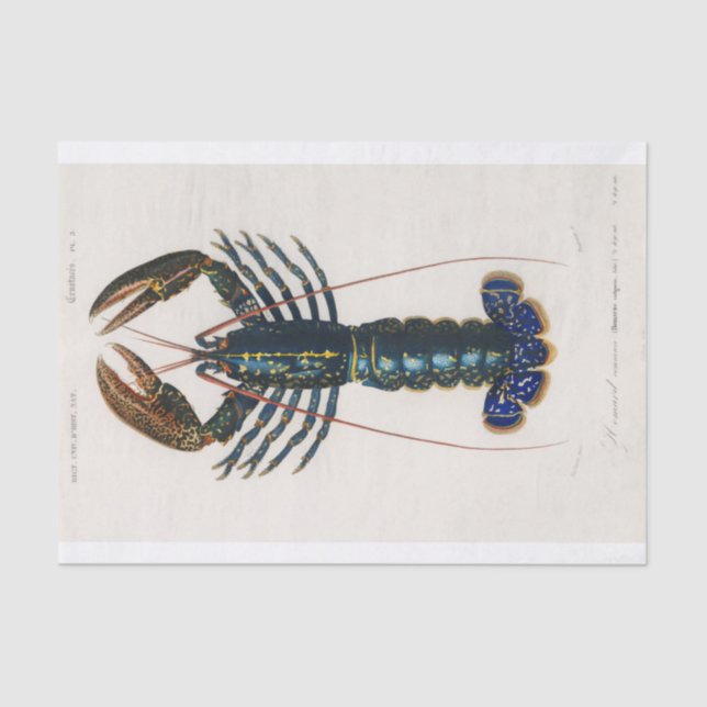 Charles Dessalines D' Orbigny | Crimson Crawfish Tissue Paper (Front)