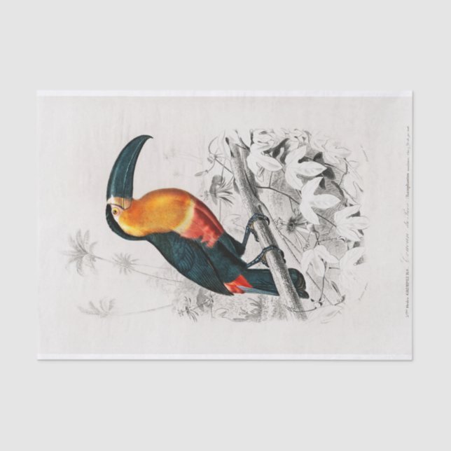Charles Dessalines D' Orbigny | Toucan Tissue Paper (Front)