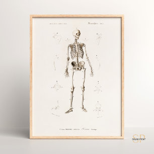 Charles Dessalines D Orbigny Vintage Human Skelet Poster