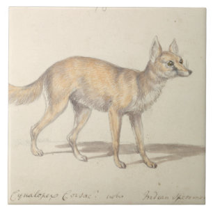 Charles Hamilton Smith - Corsac Dog-Fox Tile