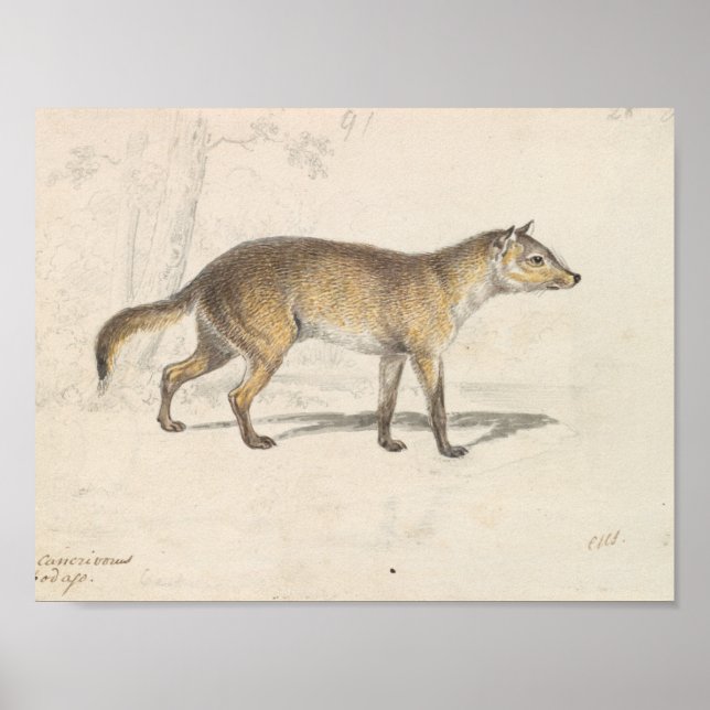 Charles Hamilton Smith - Crabodago Aguara Fox Poster (Front)