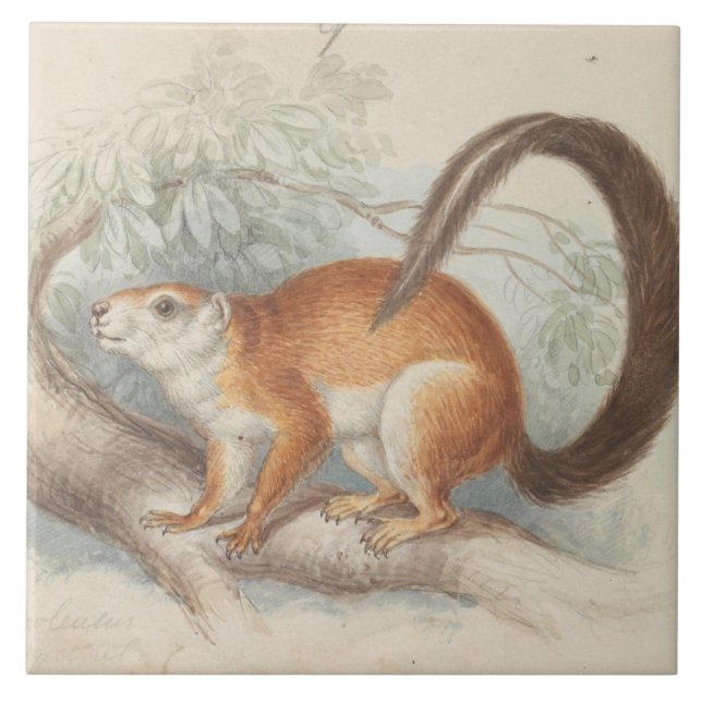 Charles Hamilton Smith - Duvaucel's Squirrel Tile (Front)