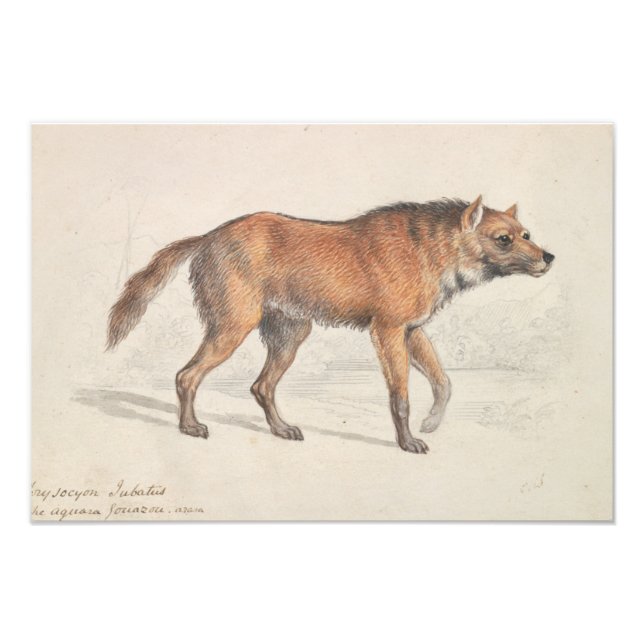 Charles Hamilton Smith - Maned Wolf Photo Print (Front)