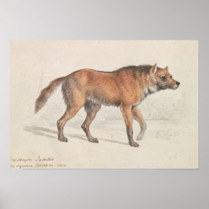 Charles Hamilton Smith - Maned Wolf Poster
