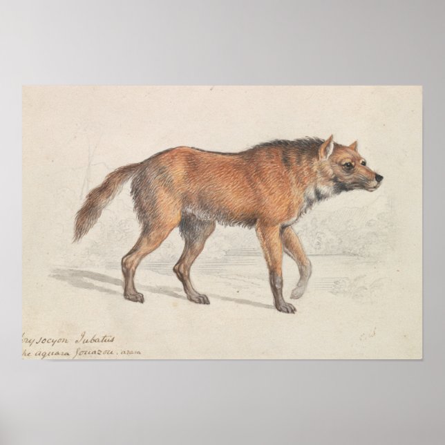 Charles Hamilton Smith - Maned Wolf Poster (Front)