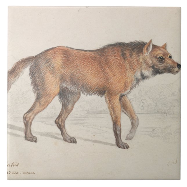 Charles Hamilton Smith - Maned Wolf Tile (Front)