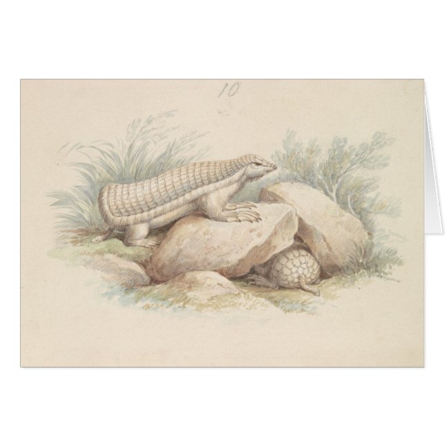 Charles Hamilton Smith - Pink Fairy Armadillo (Front Horizontal)