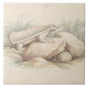 Charles Hamilton Smith - Pink Fairy Armadillo Tile