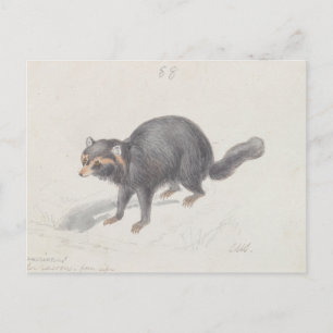 Charles Hamilton Smith - Procyon Cancrivorus Postcard