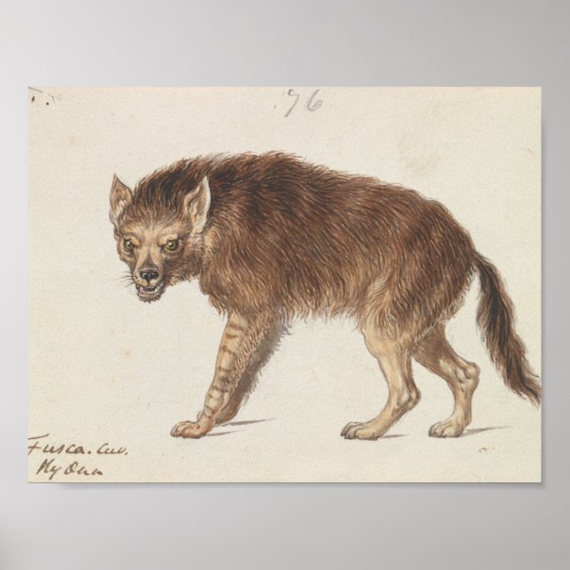 Charles Hamilton Smith - The Brown Hyena Poster (Front)