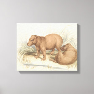 Charles Hamilton Smith - The Capybara Canvas Print