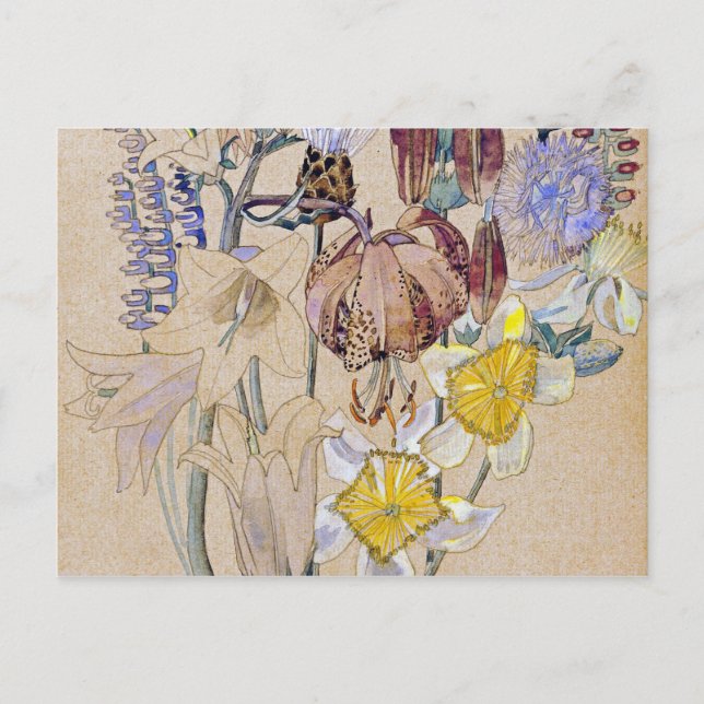 Charles Rennie Mackintosh - Mont Louis - Flower Postcard (Front)