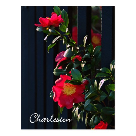 Charleston Camelia Postcard