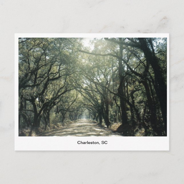 Charleston, SC Oak Trees Postcard (Front)