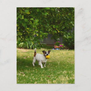 Charlie le Fox Terrier Jeu de Balle, Carte Postale
