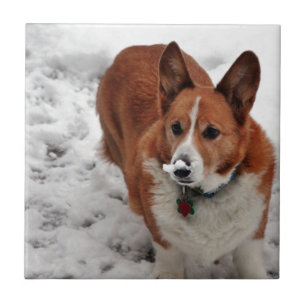 Charlie Snow Snout Tile