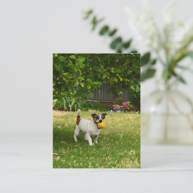 Charlie The Fox Terrier Play Time, Postcard (Standing Front)