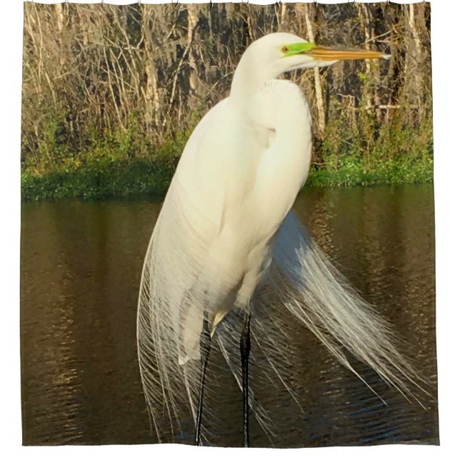 Charlie The Great Egret (Front)