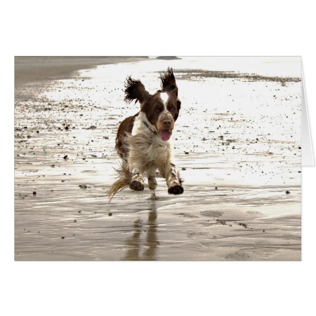 Charlie The Springer (Devant horizontal)