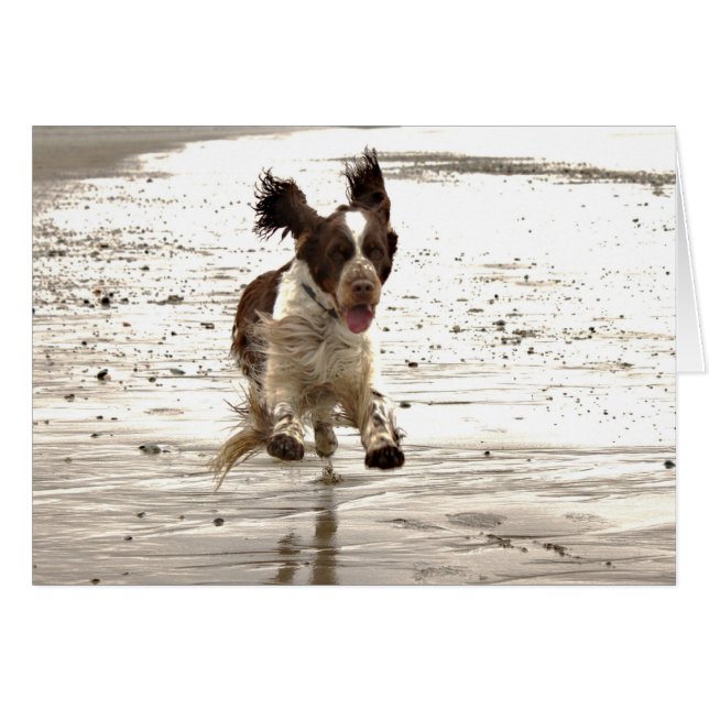 Charlie The Springer! (Front Horizontal)