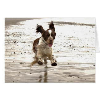 Charlie The Springer!