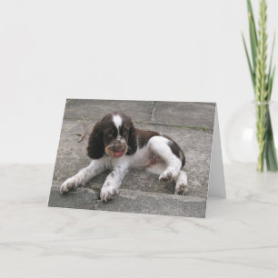 Charlie The Springer! Card