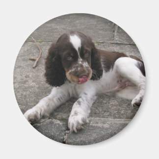 Charlie The Springer! Magnet