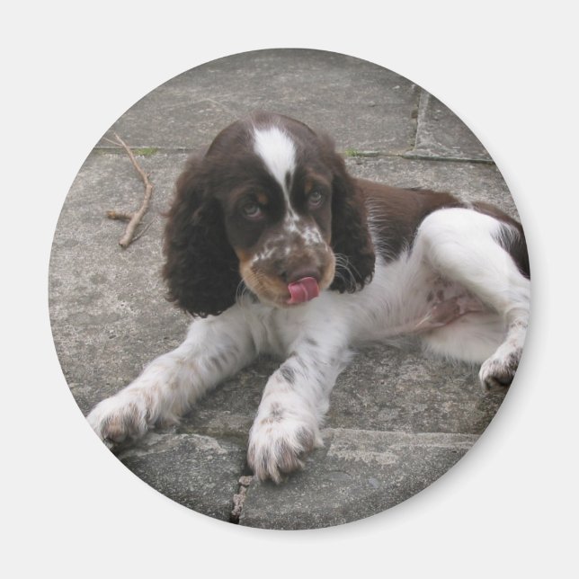 Charlie The Springer! Magnet (Front)