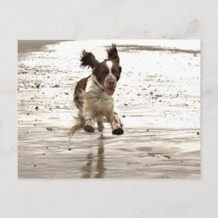 Charlie The Springer Postcard