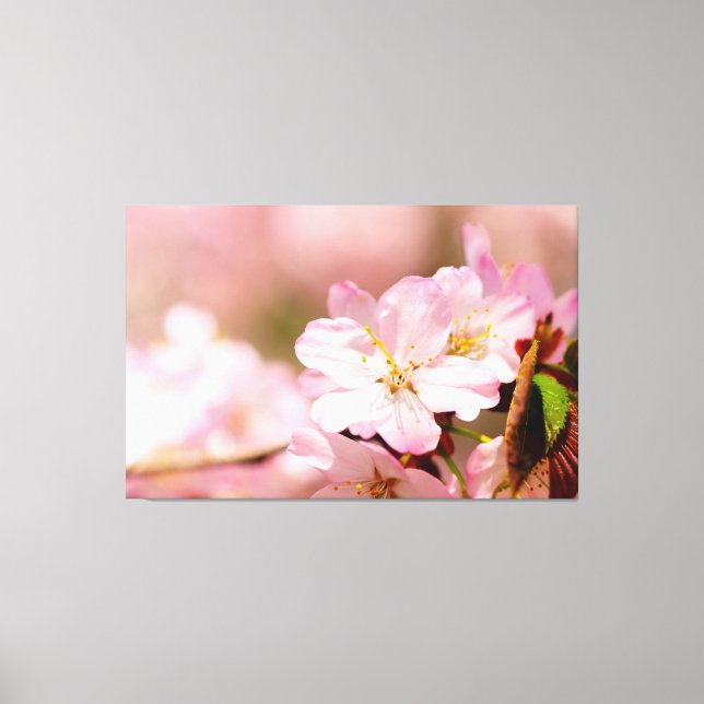 Charmin Sakura Flowers On Pink, Pink, Pink Canvas Print (Front)