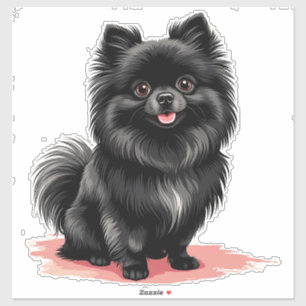 Charming Black Pomeranian Dog