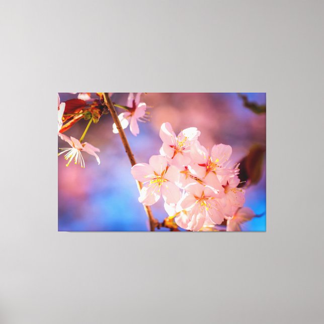 Charming Bunch Of Sakura Flowers In Spring Canvas Print (Front)