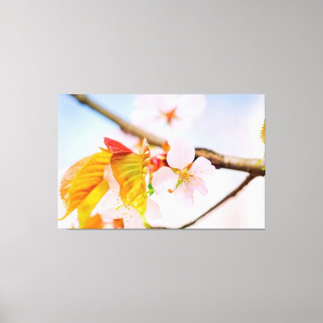 Charming Chic Sakura Flower And Leaves In Spring Canvas Print (Front)
