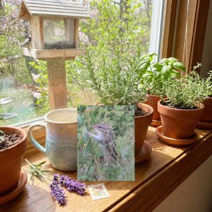 Charming Chipmunk in Summer Meadow Postcard