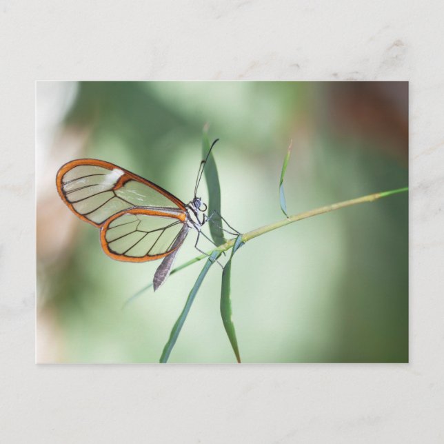 Charming Clear-Wing Butterfly Postcard (Front)