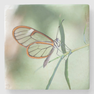 Charming Clear-Wing Butterfly Stone Coaster