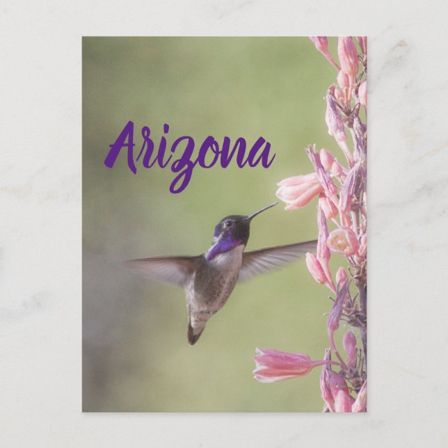 Charming Costa's Hummingbird , Arizona Postcard (Front)