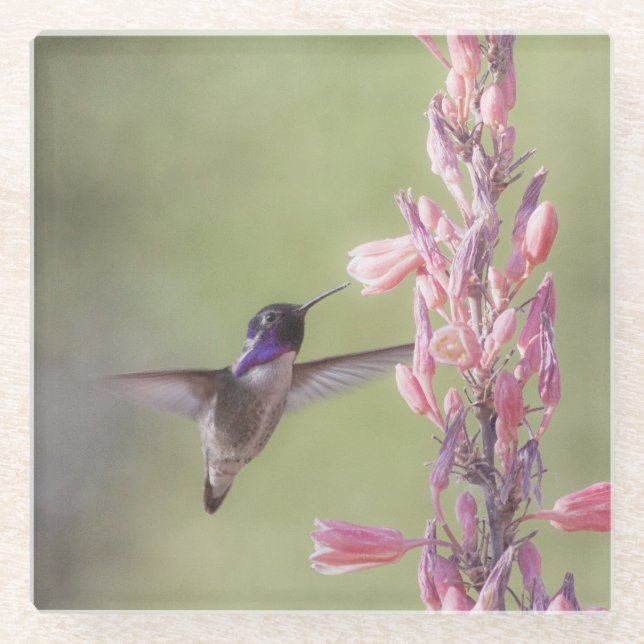 Charming Costa's Hummingbird Glass Coaster (Front)
