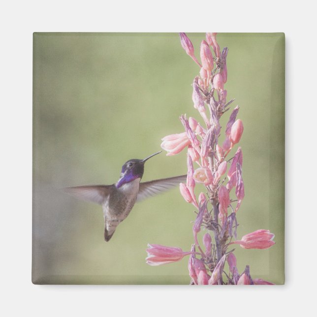 Charming Costa's Hummingbird Magnet (Front)