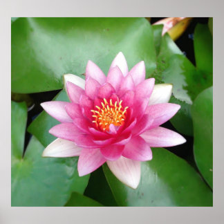 Charming  Fuchsia Water Lily Poster