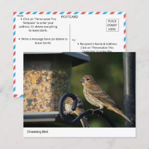 Charming Garden Bird at Feeder Carte postale