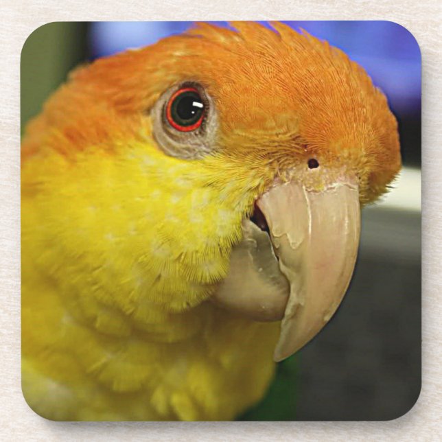 Charming White Bellied Caique Parrot Coaster (Front)