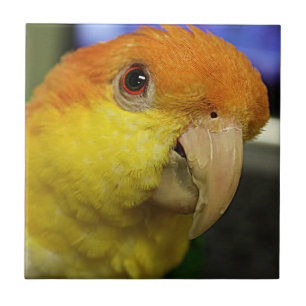 Charming White Bellied Caique Parrot Tile