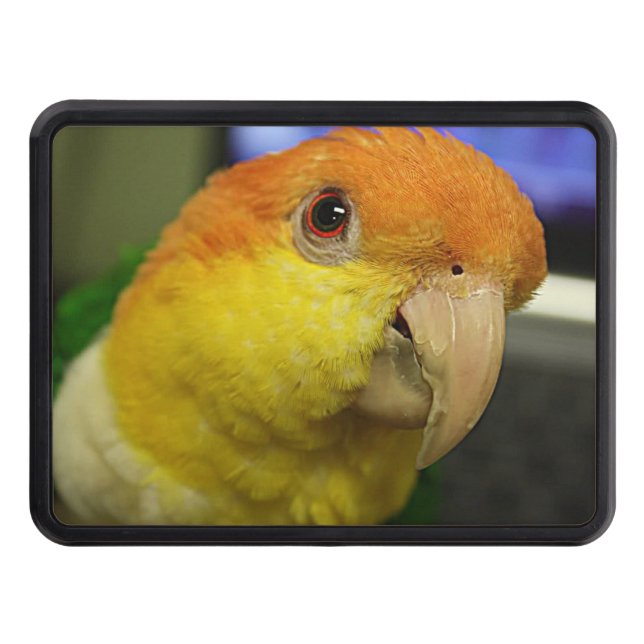 Charming White Bellied Caique Parrot Trailer Hitch Cover (Front)