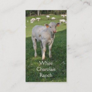 Charolais beef cattle with calf business card