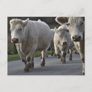 Charolais cattle on the road postcard